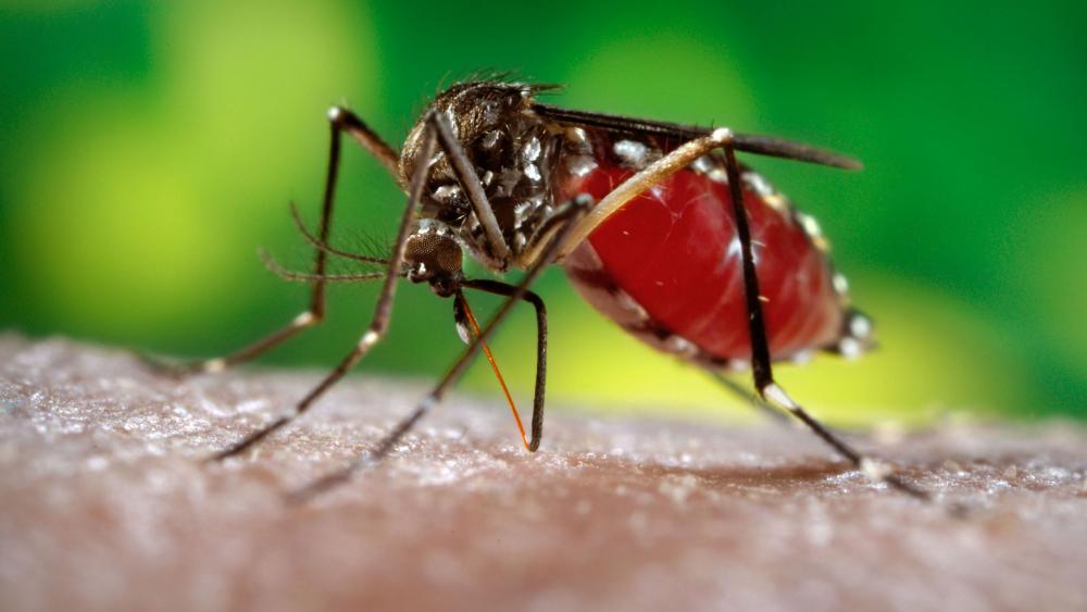 Малярия: лечение, симптомы, диагностика